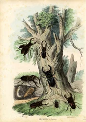 Escarabajos, 1863-79